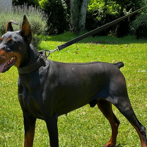 Dharkha Betelges of Raconti (IMP SER)