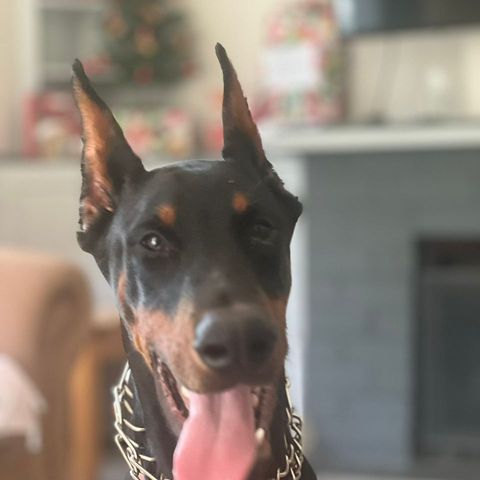 Boomer