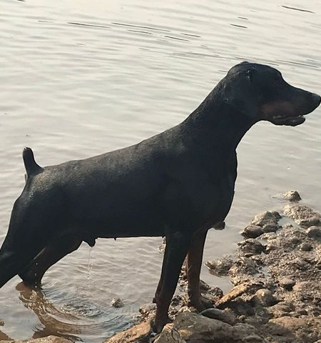 Chester