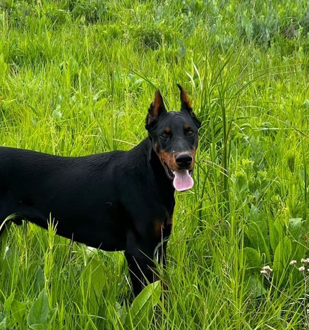 Dexter