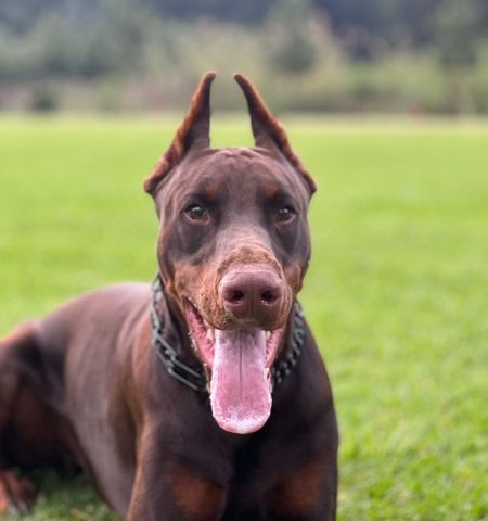 Ade