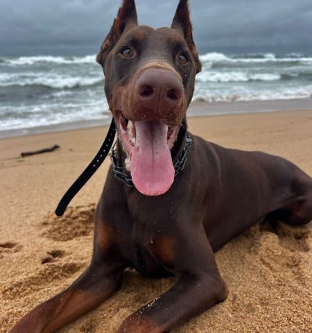 Zues