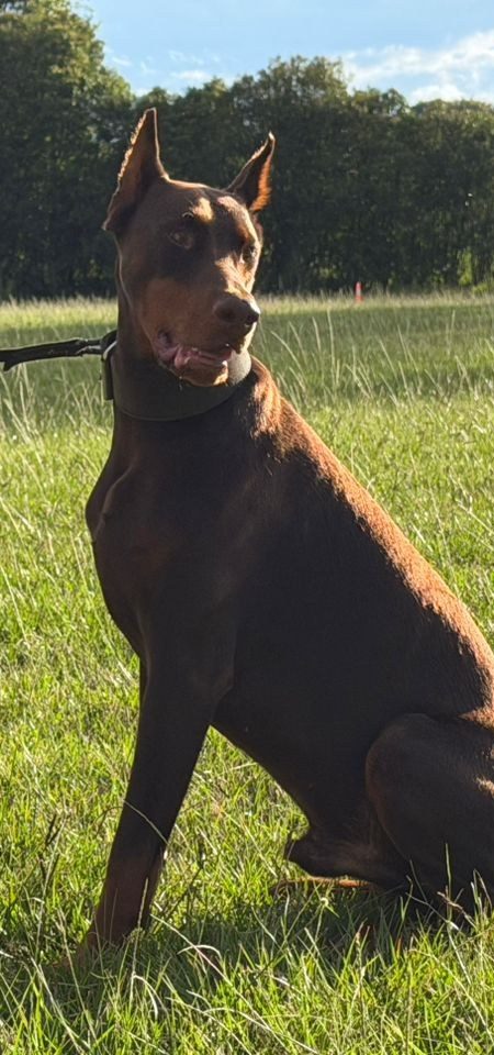 Hugo