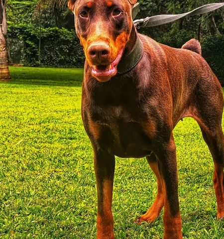 Hazel