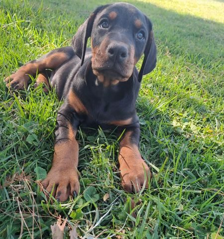 Bruce