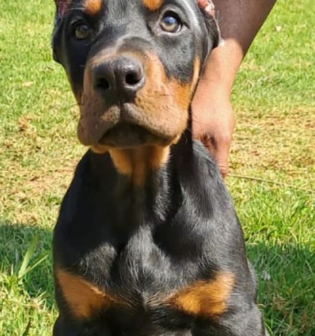 Bruce