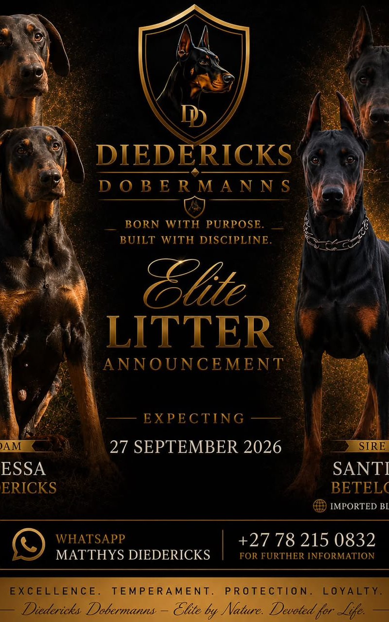 Santini × Odessa litter announcement