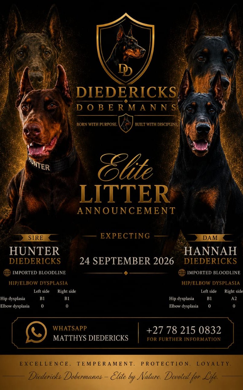 Hunter-King × Hannah litter announcement