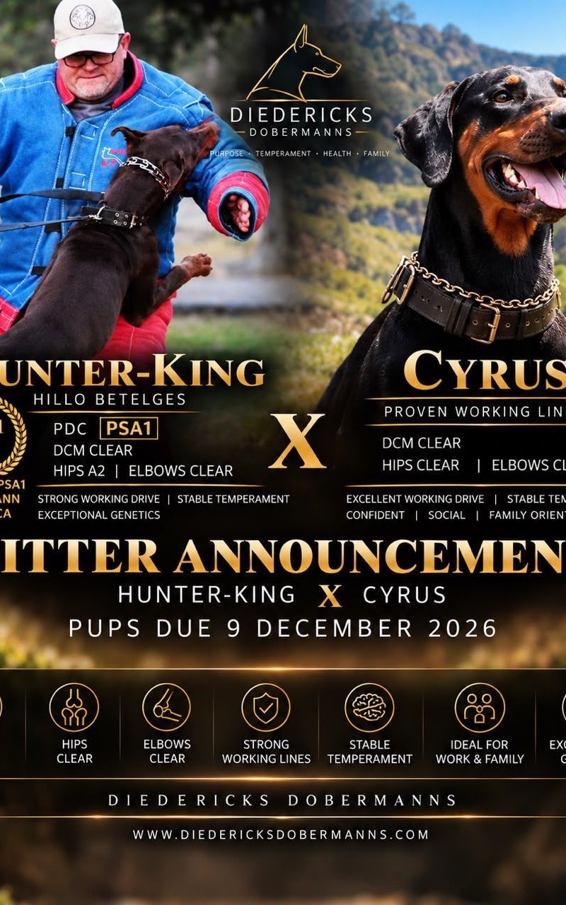 Hunter-King × Cyrus litter announcement