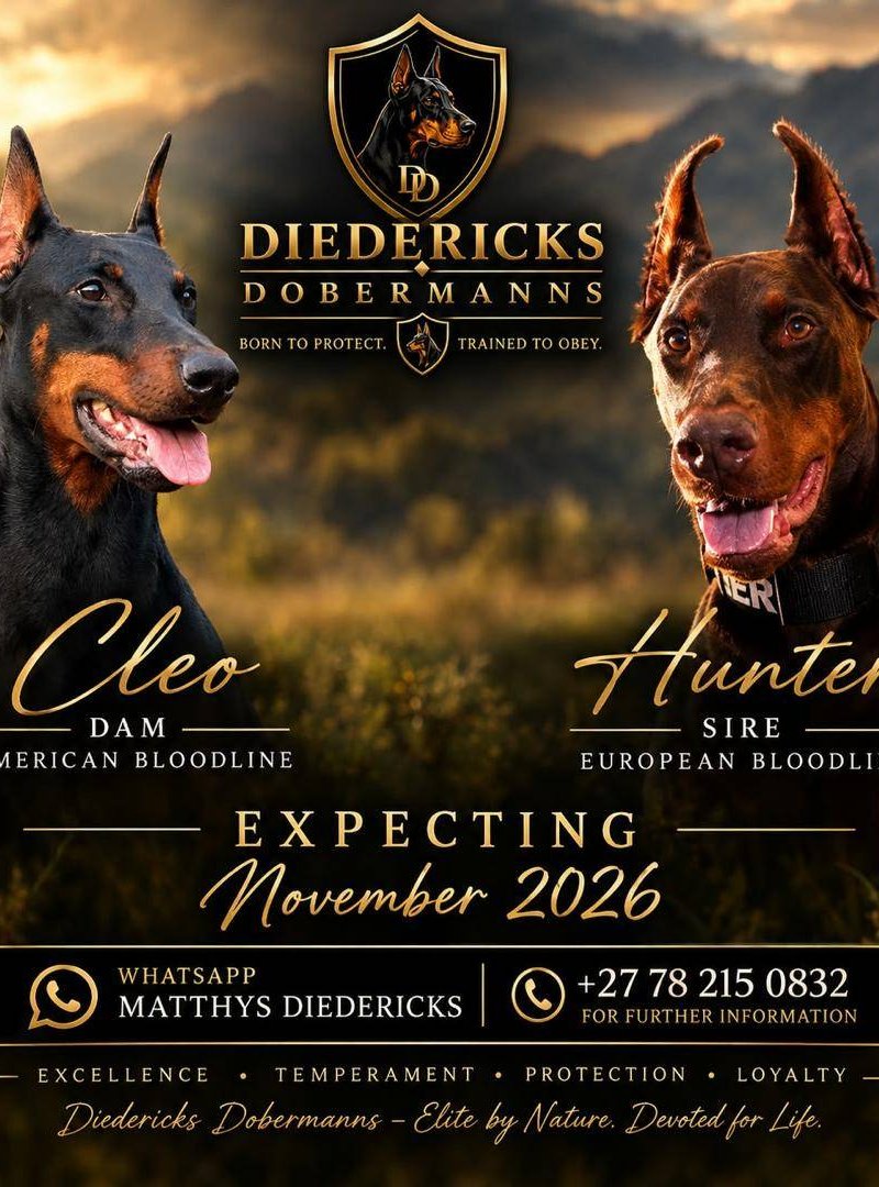 Hunter-King × Cleopatra litter announcement