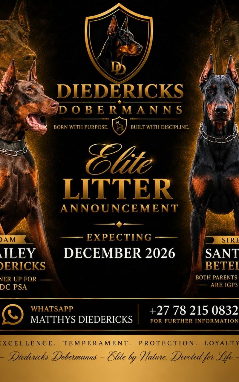 Santini × Hailey litter announcement